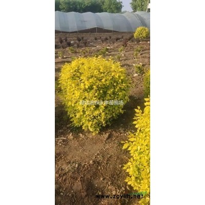 定州东北连翘小苗，东北连翘报价，东北连翘价格