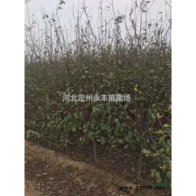东北连翘价格，直立连翘报价，直立连翘自家种植