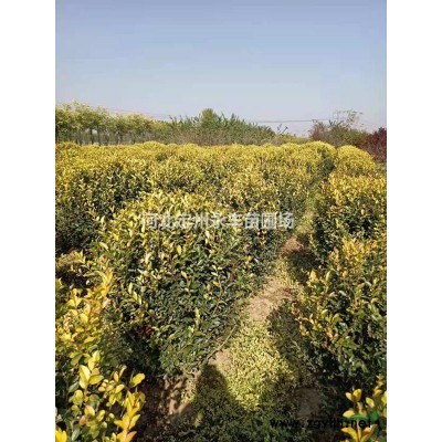 定州连翘，连翘价格，连翘球*选永丰苗圃