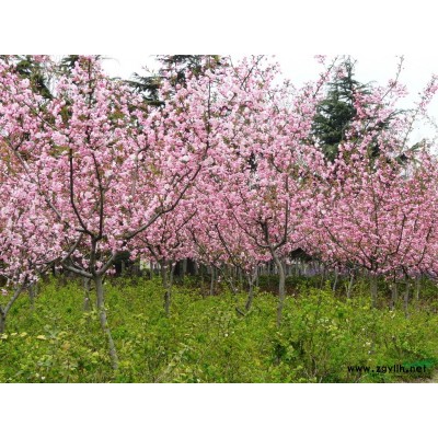 沭阳恒景园林大量供应连翘