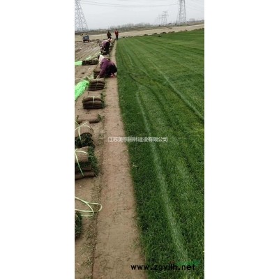 茶梅价格_茶梅图片_茶茶梅产地_茶梅绿化苗木苗圃基地