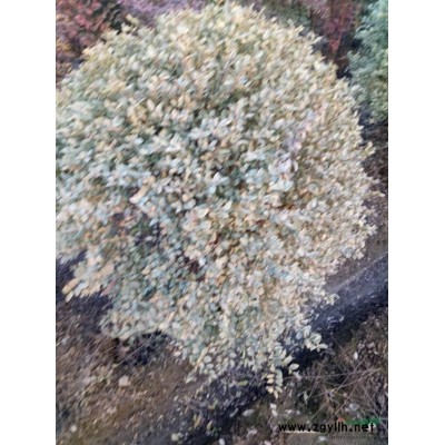 浙江萧山茶梅，红叶石楠，大叶黄杨，金边黄杨，毛鹃，紫鹃等毛球