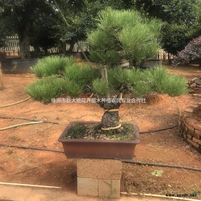 茶花价格冠幅80-150公分茶花球价格湖南茶梅价格茶花树价格