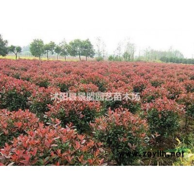 150cm冠幅的连翘多少钱一棵？