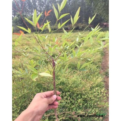 连翘什么季节移栽*佳？
