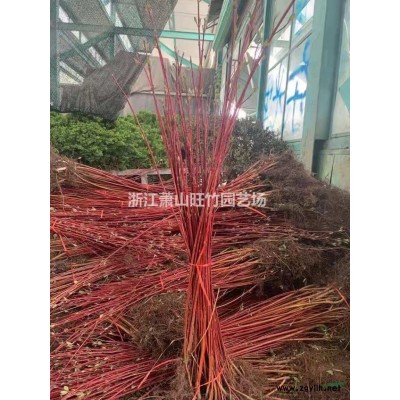 茶梅毛球基地直供 茶梅小苗批发供应 茶梅毛球价格便宜