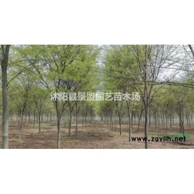 河北连翘苗报价？