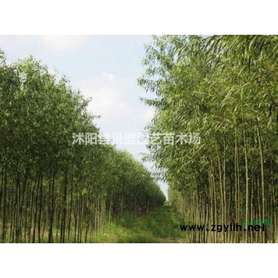 连翘与金种花有什么区别？