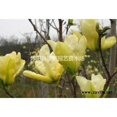 连翘苗什么时候移栽好？