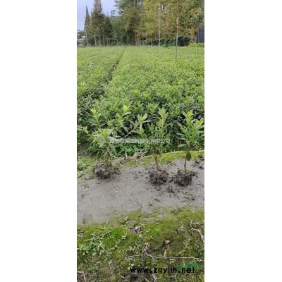 连翘杯苗基地供应 连翘出售 连翘销售 连翘供应