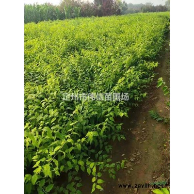 处理连翘，河北连翘，河北优质连翘专业种植基地