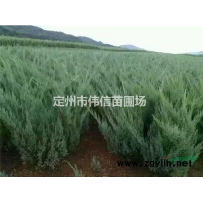 连翘，华北连翘，金钟连翘，东北连翘，直立连翘