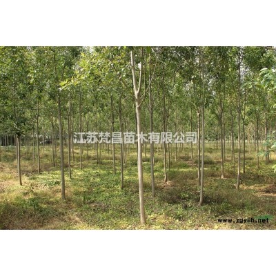 供应批发金丝桃_金丝梅苗木_绿化苗木苗圃基地