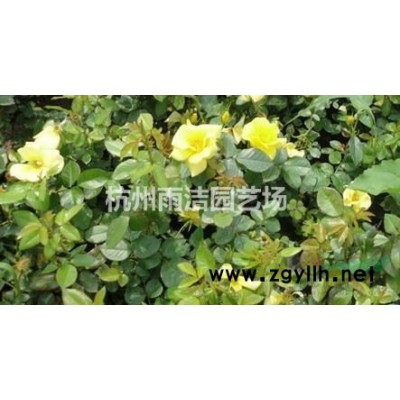 火棘、六月雪、红千层