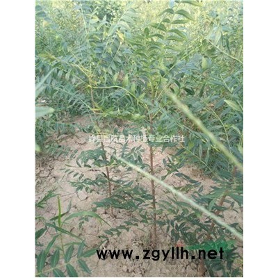 连翘种子-连翘籽-连翘籽育苗-连翘种子