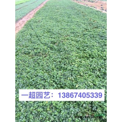 山菅兰 山菅兰小杯苗
