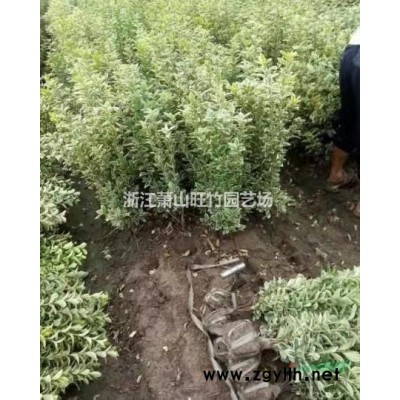 花境植物 紫穗狼尾草加仑盆苗/大小杯苗/袋苗/大桶苗 基地直供