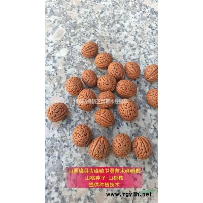 结果连翘树苗产地 药用连翘苗价格 1-2年连翘苗规格*
