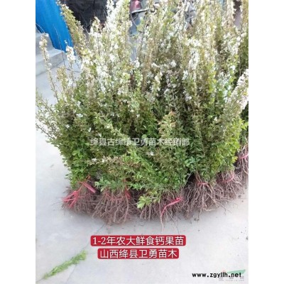 连翘树苗产地 药用连翘苗供应商 2年生结果连翘苗