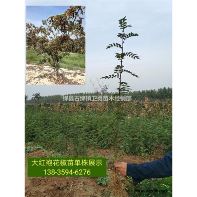 2年连翘苗（有多高+粗度+今年价格）2年连翘苗种植结果早