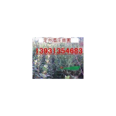 河北定州供应80-150公分高的东北直立连翘30000棵