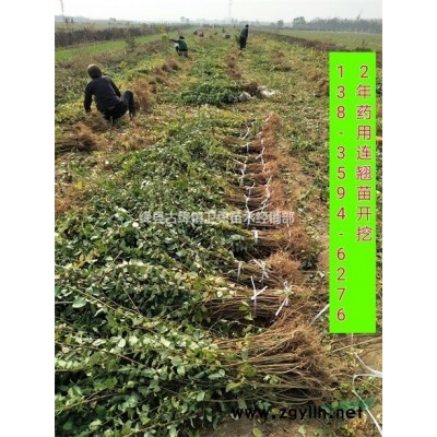 连翘苗供应商 +2年连翘苗产地+0.5公分连翘苗农户直销价格