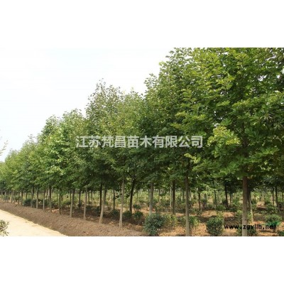 2019年江苏红瑞木 红瑞木基地新报价