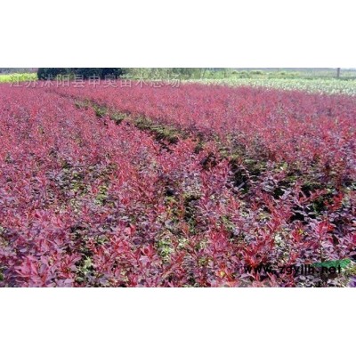 红王子锦  紫薇 红花月季 红瑞木 侧柏
