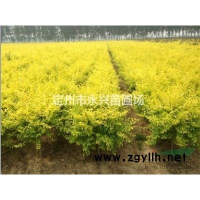红瑞木价格，红瑞木种植基地，红瑞木基地4-6分枝低价销售