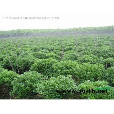 供应连翘高度50-100公分连翘工程苗，连翘球，东北连翘苗