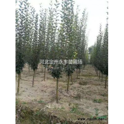 红瑞木 红瑞木价格 定州永丰苗圃大量供应