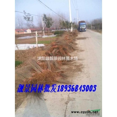 连翘价格 连翘种植方法及简介 连翘苗圃直销