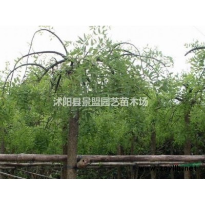 红瑞木几月份种植？