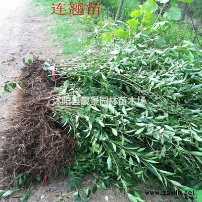 江苏连翘基地 .连翘种植实惠. 连翘80公分批发价格