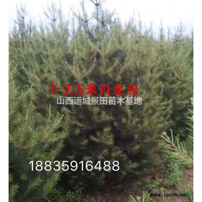 哪里有连翘苗，药用连翘苗，连翘种植基地种植主要合作社