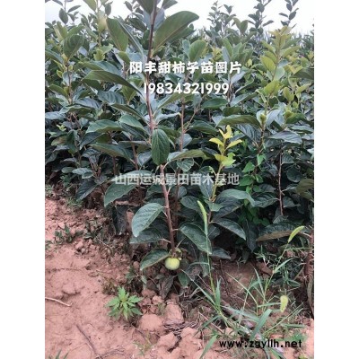 哪里有连翘苗？药用连翘苗种植基地，一亩地栽种多少株？
