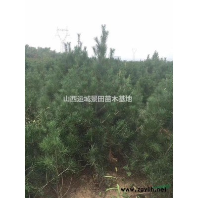 50公分连翘价格60公分连翘价格80公分连翘价格供应山西地区