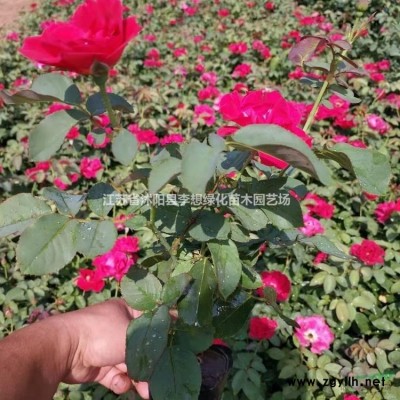 供应紫荆.紫薇.连翘.迎春.木槿.樱花、垂梅、金银花.枸杞.海棠
