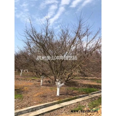 供应精品 金叶假连翘毛球、色块