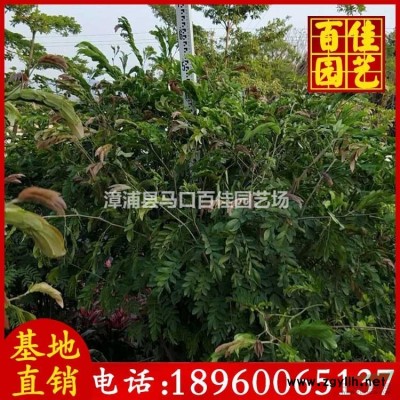 金边假连翘 福建百佳园艺场供应金边假连翘 各种绿化苗木