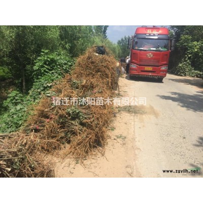 丁香价格_丁香图片_丁香产地_丁香绿化苗木苗圃基地
