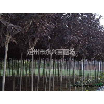 东北连翘价格，直立连翘报价，直立连翘自家种植