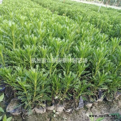 浙江地区供应3-10公分丁香