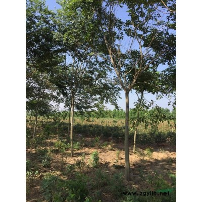 供应优质丁香苗 紫丁香 4-10公分精品丁香苗