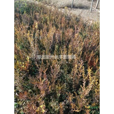 华北连翘价格，华北连翘种植基地，华北连翘厂家直销