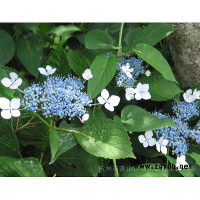 供应月季、连翘、玫瑰、黄刺玫、贴梗棠、木槿、锦带