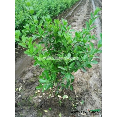 供应榆叶梅、腊梅、紫荆、木槿、大叶女贞、连翘、苦楝