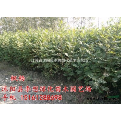 供应茶梅苗 茶梅球