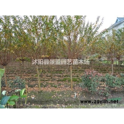 黄连翘产地在哪里？