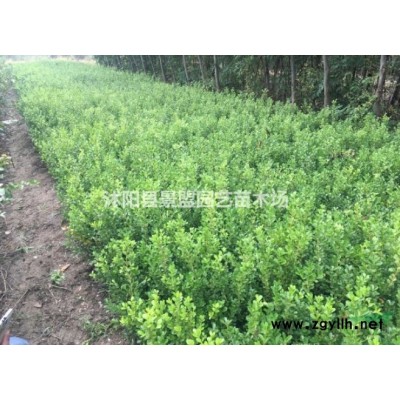 连翘几月份可以移栽？
